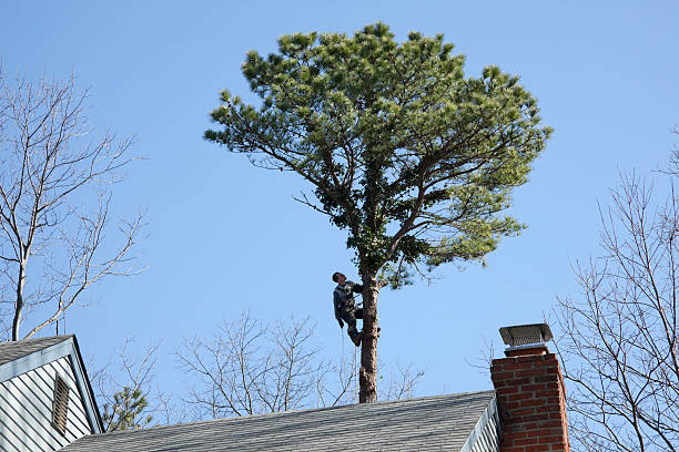 Galva, KS Tree Removal Services Company